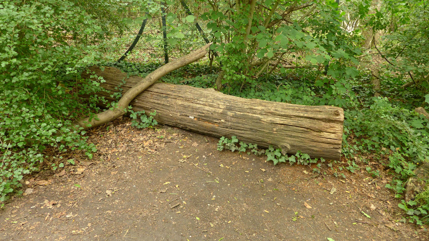 2020 06 baumstamm als bank